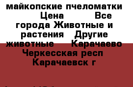  майкопские пчеломатки F-1  › Цена ­ 800 - Все города Животные и растения » Другие животные   . Карачаево-Черкесская респ.,Карачаевск г.